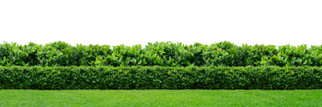 Green hedge