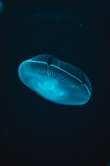 jellyfish in aquarium