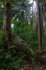 Semuliki National Park in Fort portal in Uganda
