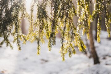 sun shining through the branches