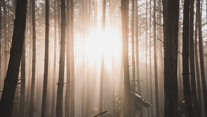 sunrise in the forest