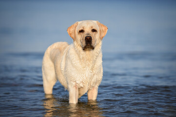 labrador dog posing in water