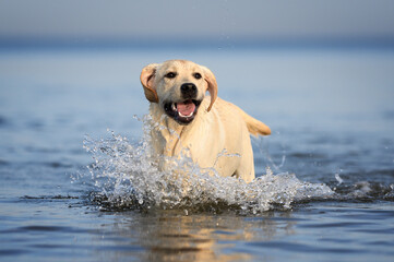 funny labrador puppy playing in water on the beach