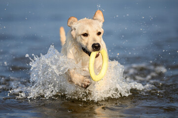 labrador puppy running out of water with a ring toy at the sea