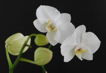 Plakat white orchid on black background
