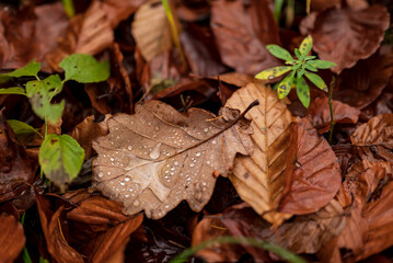Beautiful close-up of water drops of the last rain on a dried brown oak leaf in an autumnal forest, Weser Uplands, Germany