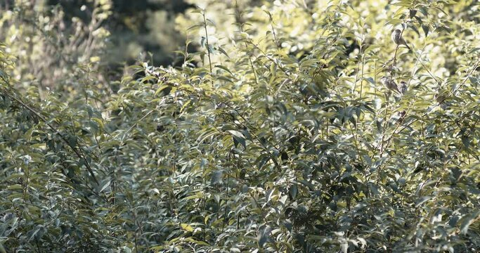 Birds in the forsythia bush. 