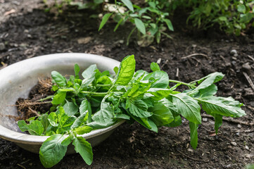 収穫したホーリーバジル