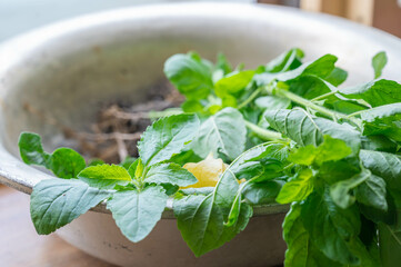 収穫したホーリーバジル