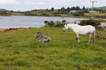 conermara irish horses in the field