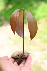 closeup the brown red mango complex soil heap with pods in the farm soft focus natural yellow brown...