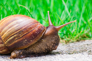 snail, 
