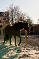 Horses living in a paddock paradise setting happy and semi free
