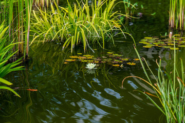 grass in the pond