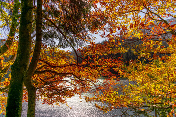 autumn trees by the mountain lake