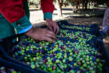 Cosecha de Olivas