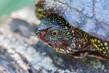 marsh turtle with a bloodied muzzle on a lying stump, macro
