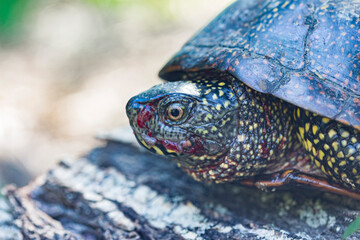 Marsh turtle with a bloodied muzzle on a lying stump, side view