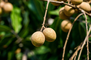 Chinese longan is a fruit..