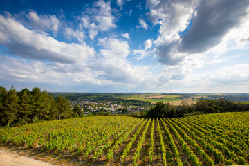 Fototapeta na wymiar Paysage de vignes en Anjou dans les coteaux du Layon, France.
