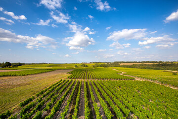 Paysage de vignes en France, alignement jusqu'à l'horizon des vignobles d'Anjou.