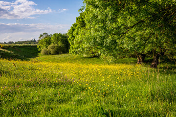 Paysage en pleine nature au printemps fleuri.