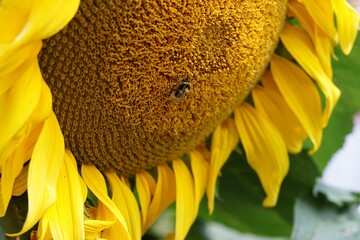 Macro shot of a sunflower with a honey bee on it - perfect for wallpapers