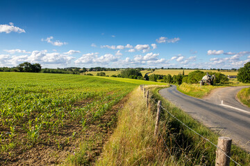 Champ de maïs  dans la campagne au printemps.