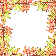 Rowan tree leaves frame copy space. Autumn ornament. Hand drawn watercolor colored pencils illustration.