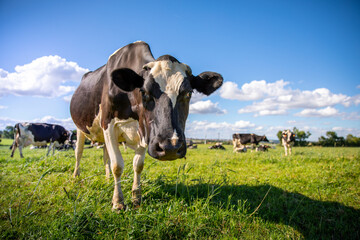 Vache laitière en troupeau dans les champs en France.