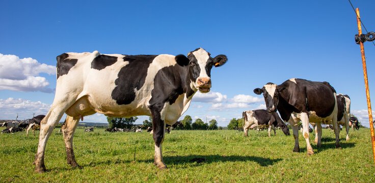 Troupeau de vaches laiti&egrave;re en campagne au printemps.