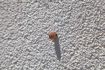 A brown snail in its natural habitat is clinging to the wall. Sleeping animal. Gorgeous shape.