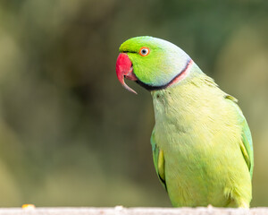 A Rose Ringed Parakeet with extra ordinary beak