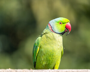 A Rose Ring parakeet portrait