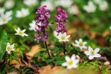 Purple flowering hollow larkspur (Corydalis cava), growing among wood anemones (Anemonoides nemorosa) in a spring forest in Germany