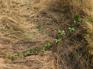 Blackberry creeping on the ground of a dry meadow.
