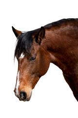 Brown isolated Lusitano horse with white background