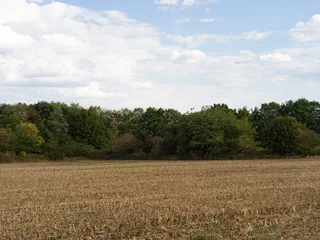 Kussenhoes Dry, harvested field in front of a grove. © Ralph