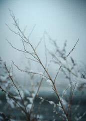 Branches of bushes in snow in the winter in cloudy snow weather.