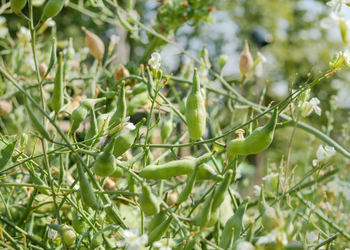 Many radish seed pods on branch or twig on a sunny day. Flowering radish plant with fresh green pods and defocused brown pods. Radish gone to seed. Selective focus with defocused foliage.