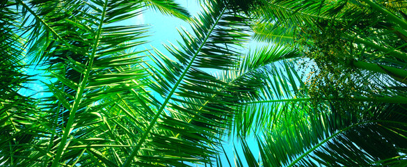 Close up of tropical palms leaves.