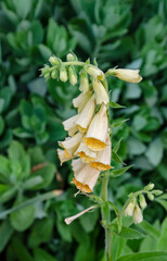 Yellow bell flower
