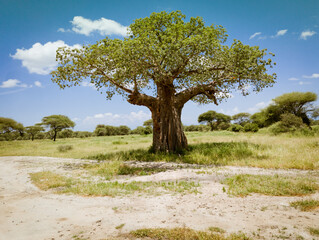 Safari drive along baobab in Tarangire National Park safari, Tanzania