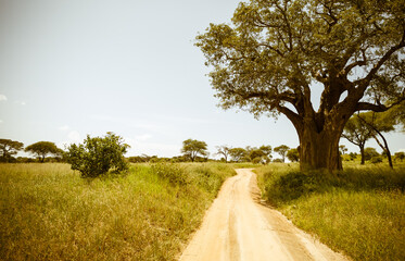 Safari drive road along a huge baobab tree in Tarangire National Park, Manyara Region, Tanzania,...