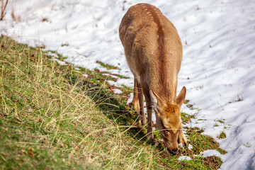 Beautiful spotted deer in the mountains against the background of green grass and snow. Fairytale spring landscape with wild animals.