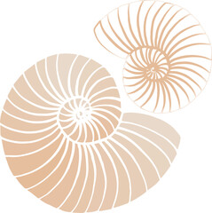Outline of a nautilus shell. Hand drawn section of a nautilus shell. Vector illustration. For the web and print.