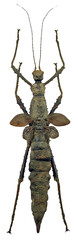 Haaniella muelleri (female)
Tessellated Spiny Flying Stick in White Background