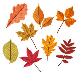 Fototapeta na wymiar Collection set leaves autumn vecor illustraion design