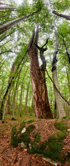 Forest of old-grown plack pines, Crna Poda Nature reserve Montenegro