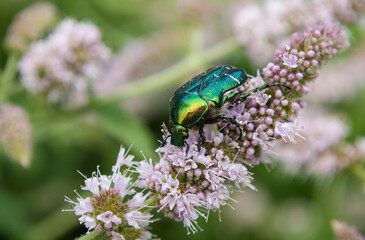 bronzovka collects pollen on the inflorescence of mint